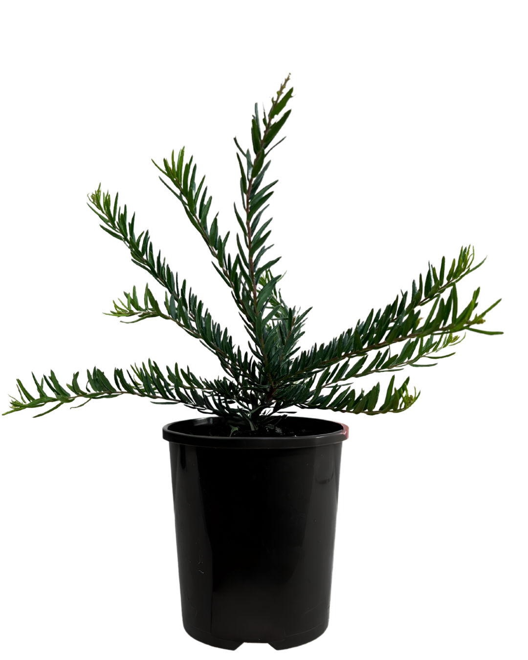 Grevillea Winter Flame