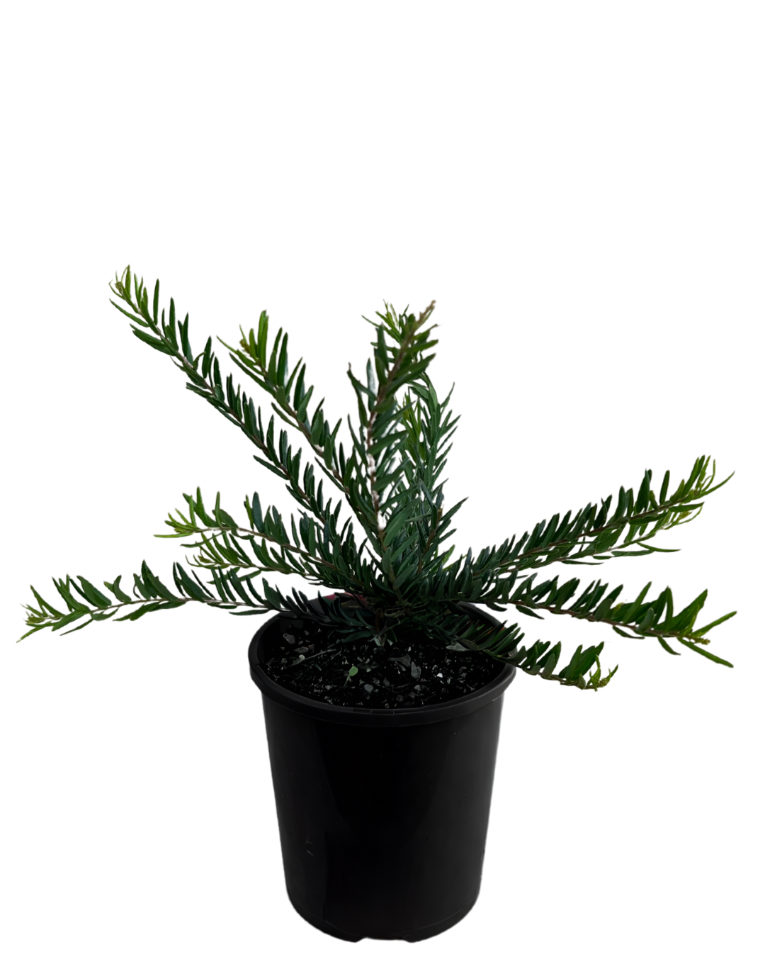 Grevillea Winter Flame