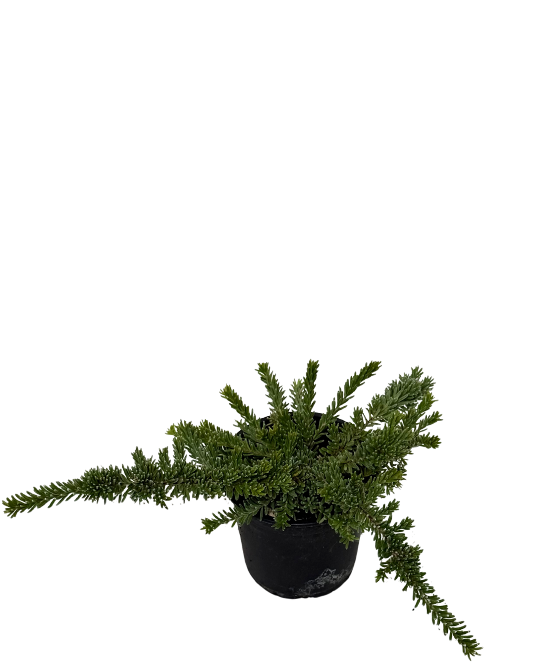 Grevillea Jelly Baby