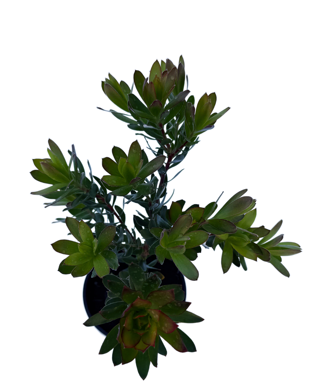 Leucadendron Harvest
