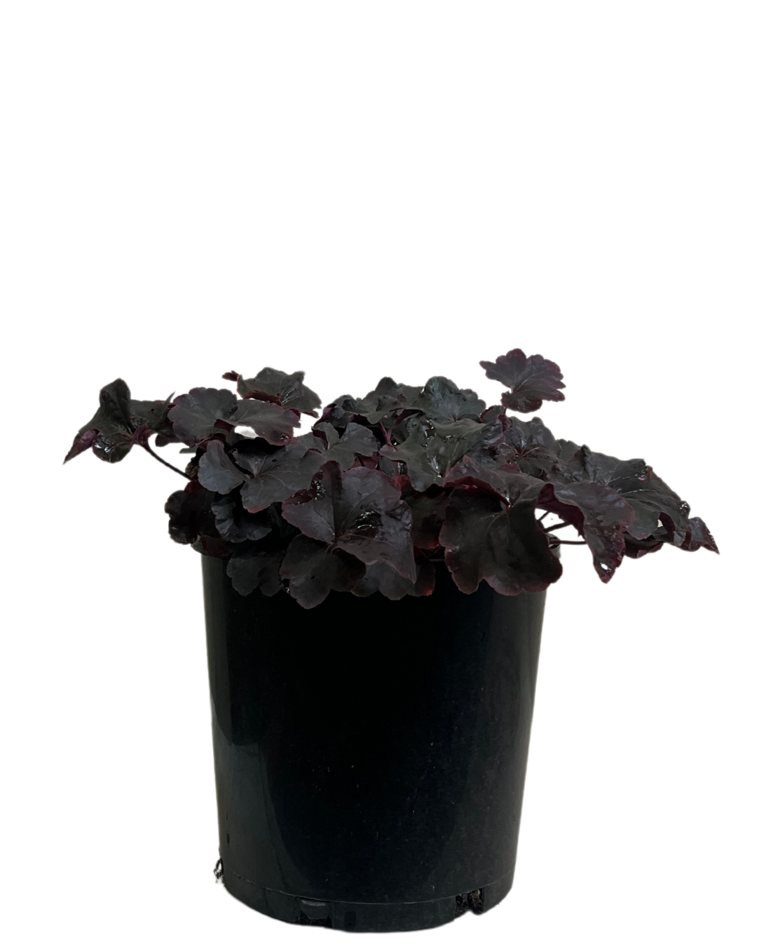 Heuchera Obsidian