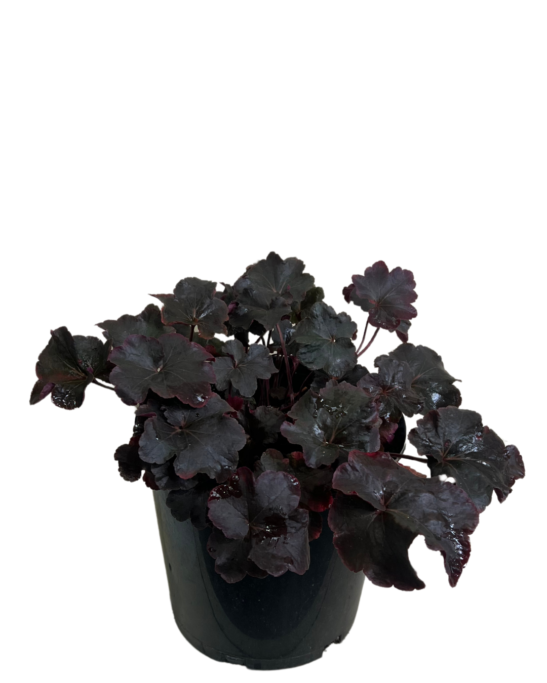 Heuchera Obsidian