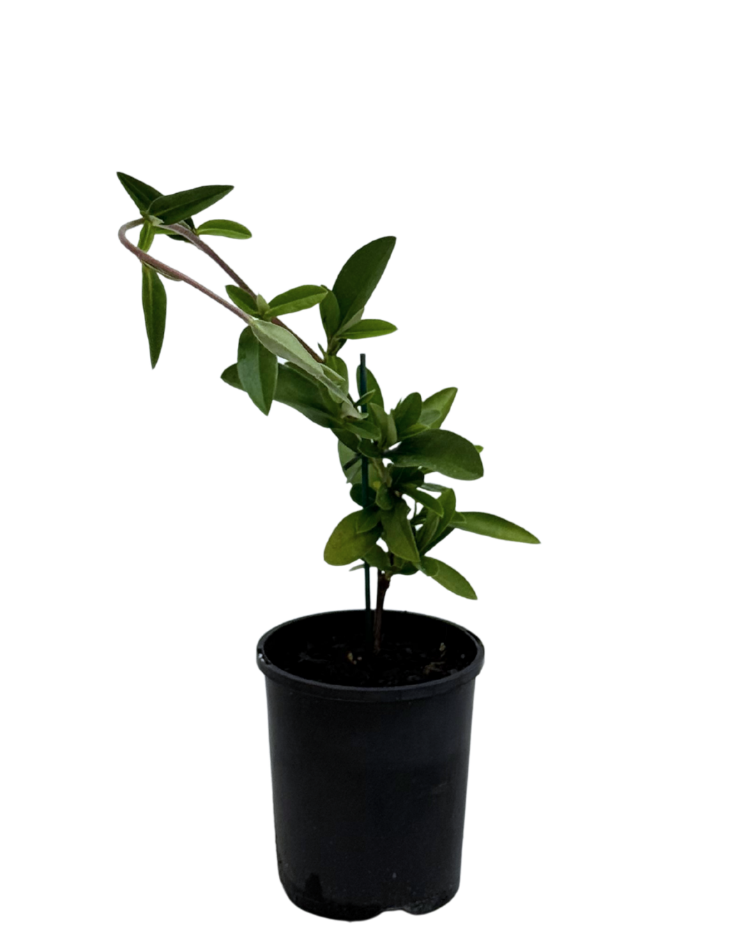 Hibbertia Groundswell