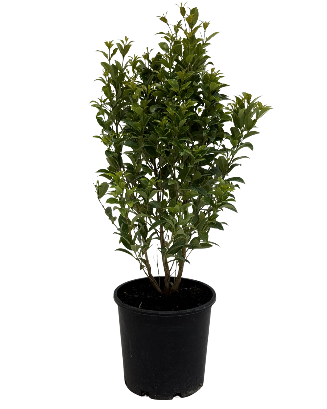 Syzygium Hinterland Gold