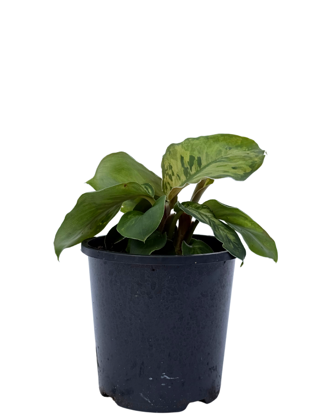 Homalomena Camouflage