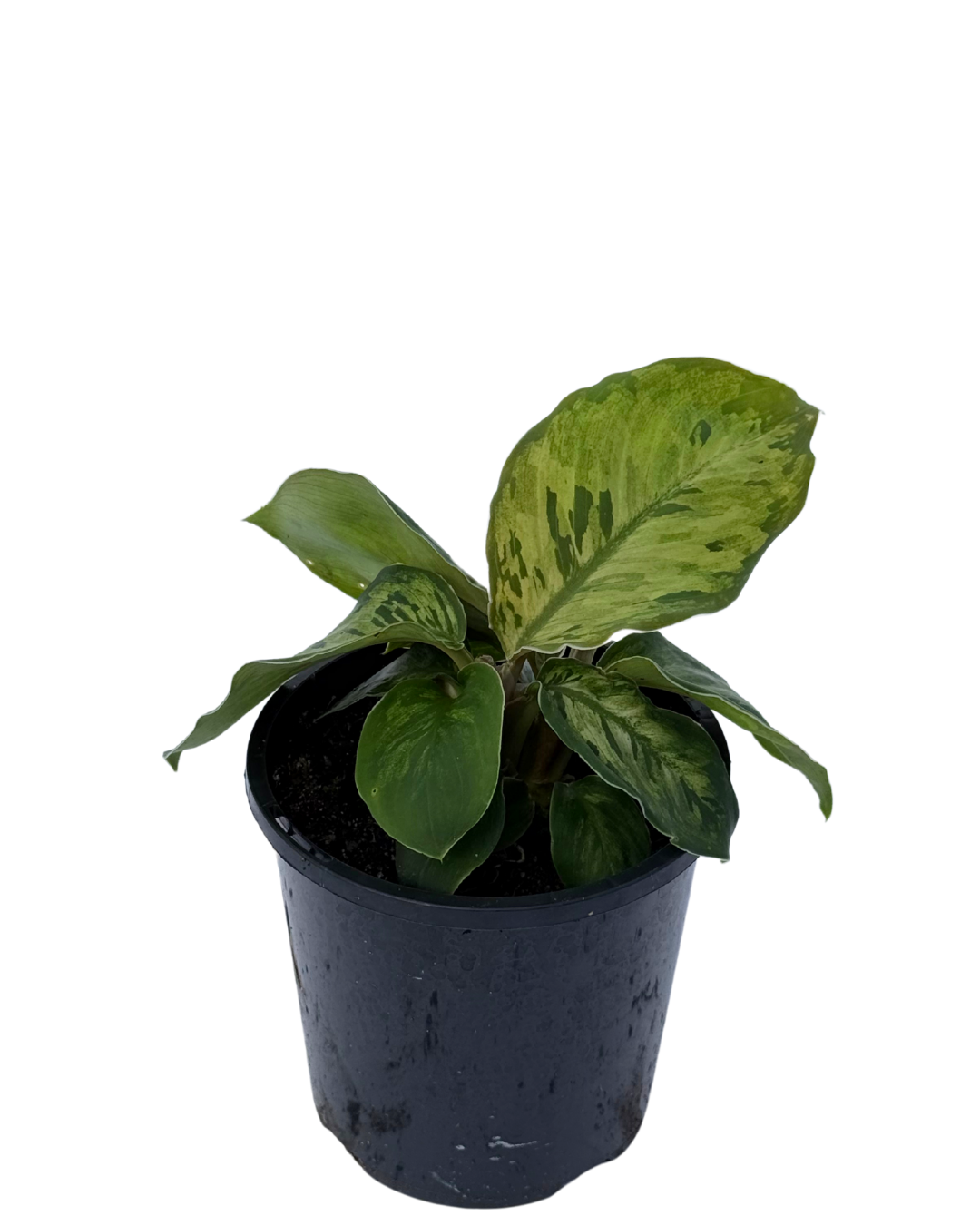 Homalomena Camouflage