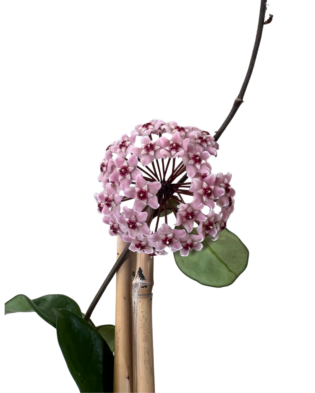 Hoya Carnosa Pink