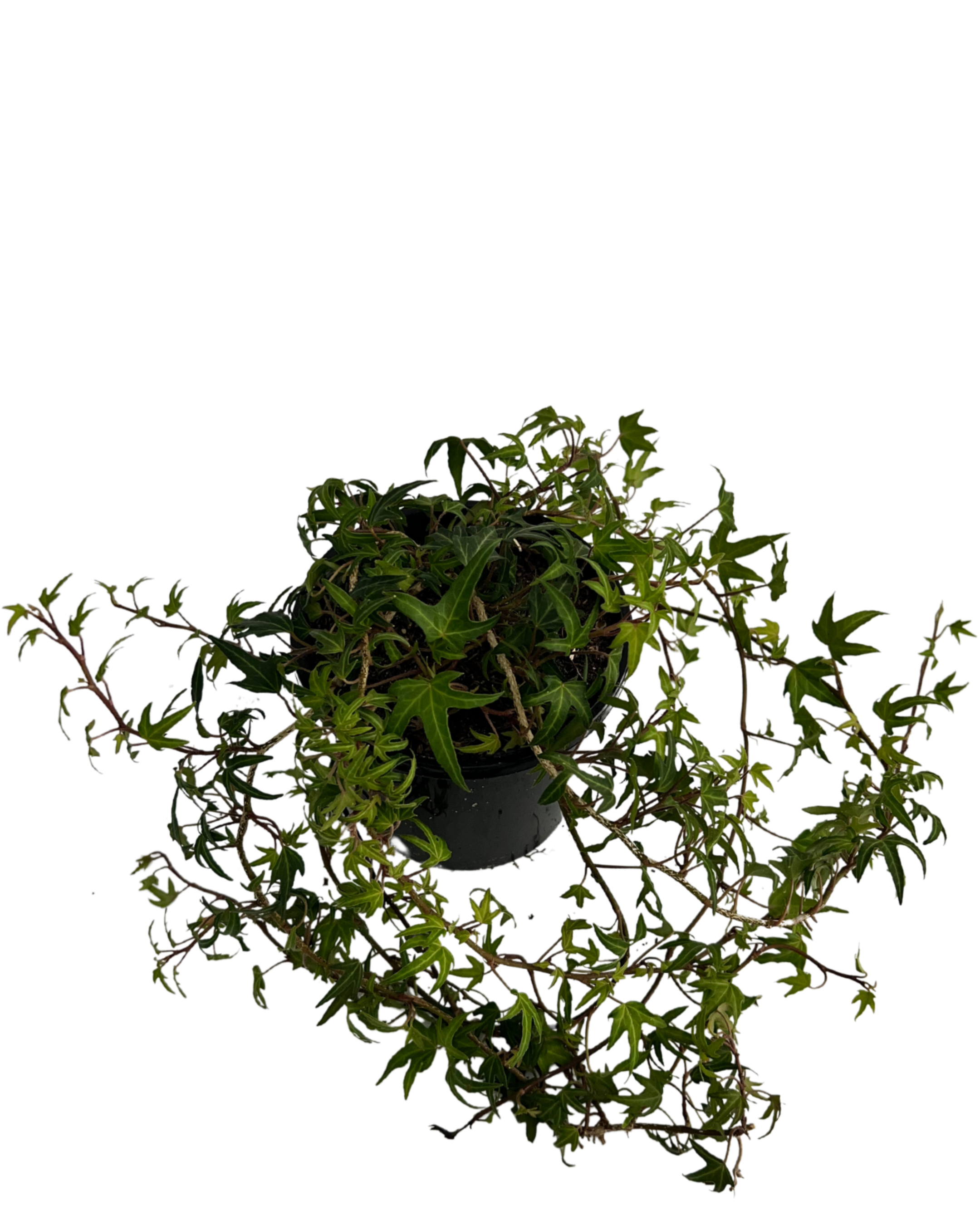 Hedera Needlepoint