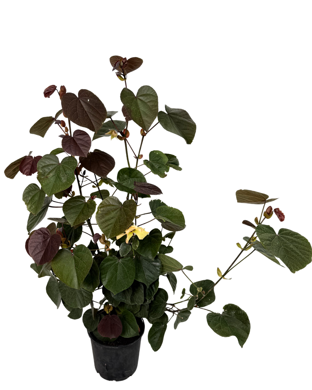 Hibiscus Tiliaceus Rubra