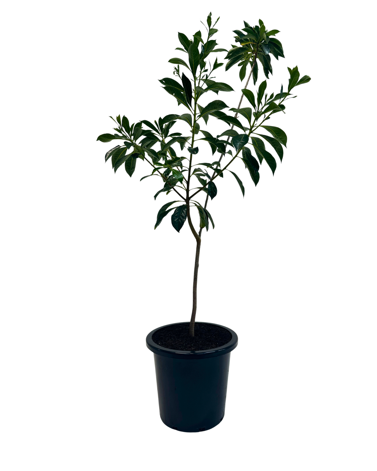 Hymenosporum Flavum
