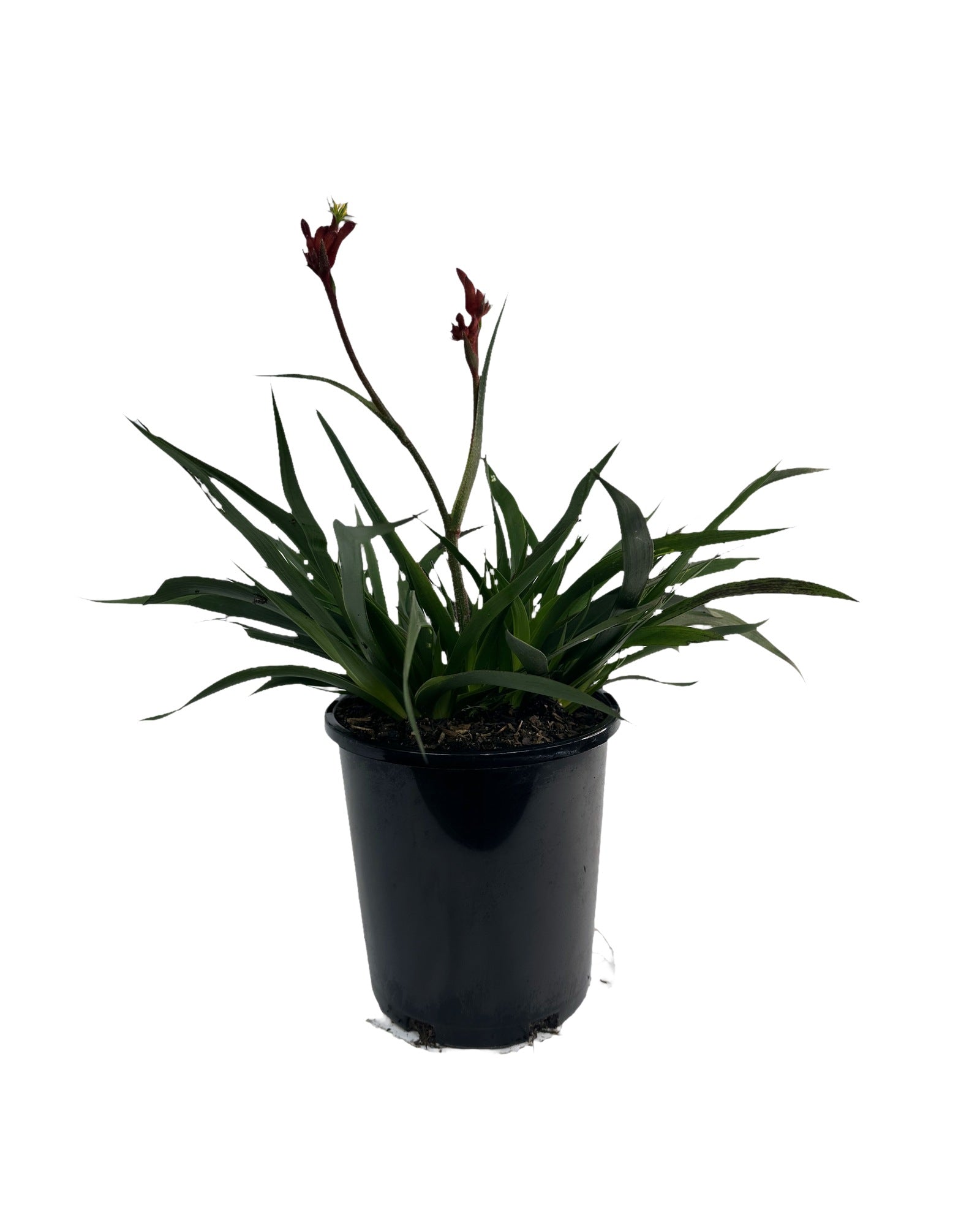 Kangaroo Paw - Anigozanthos Bush Inferno