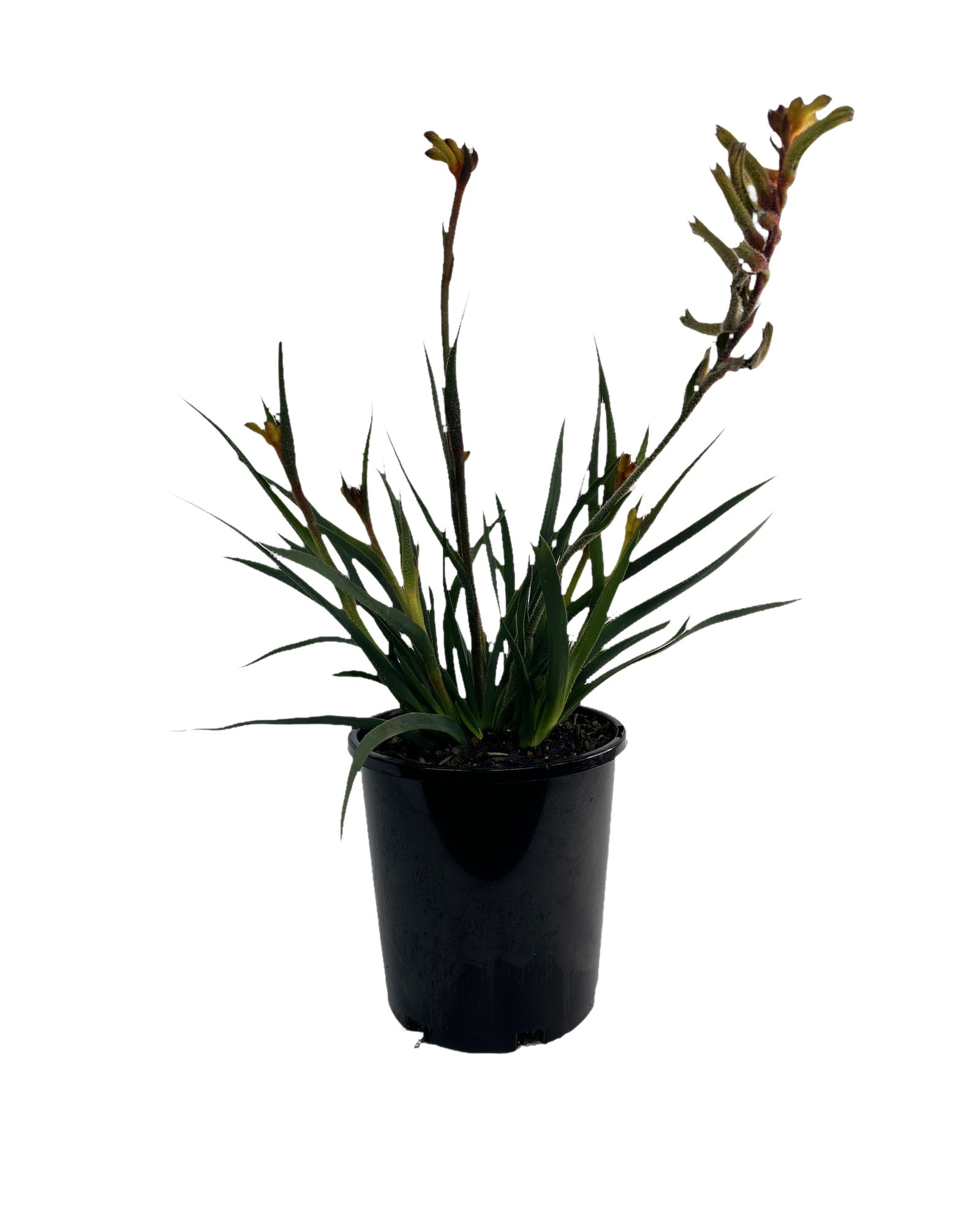 Kangaroo Paw - Anigozanthos Bush Tenacity