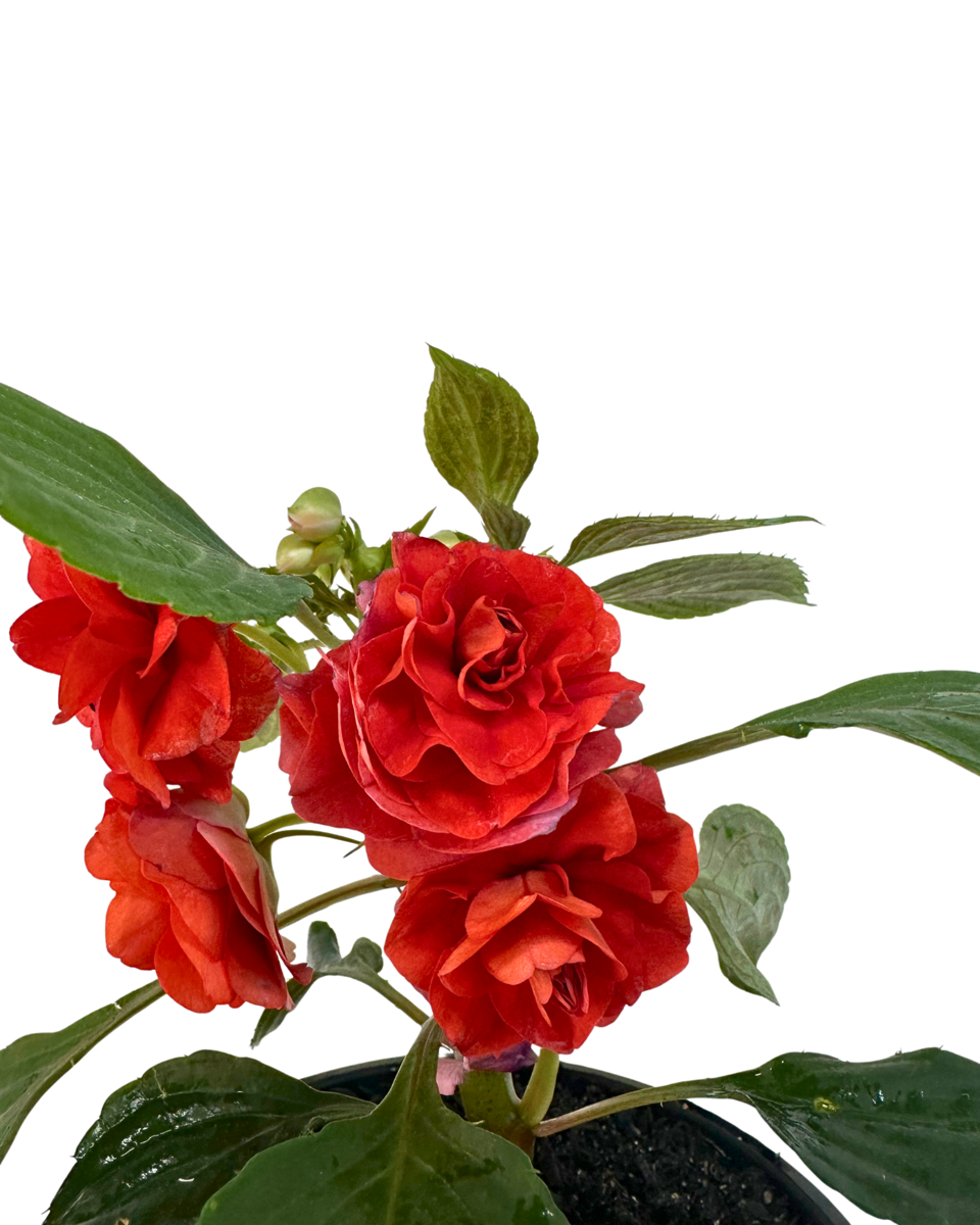 Impatiens Double Bright Red