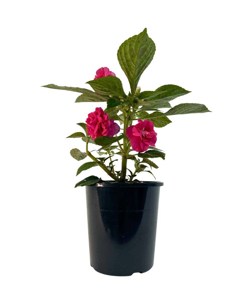 Impatiens Double Hot Pink
