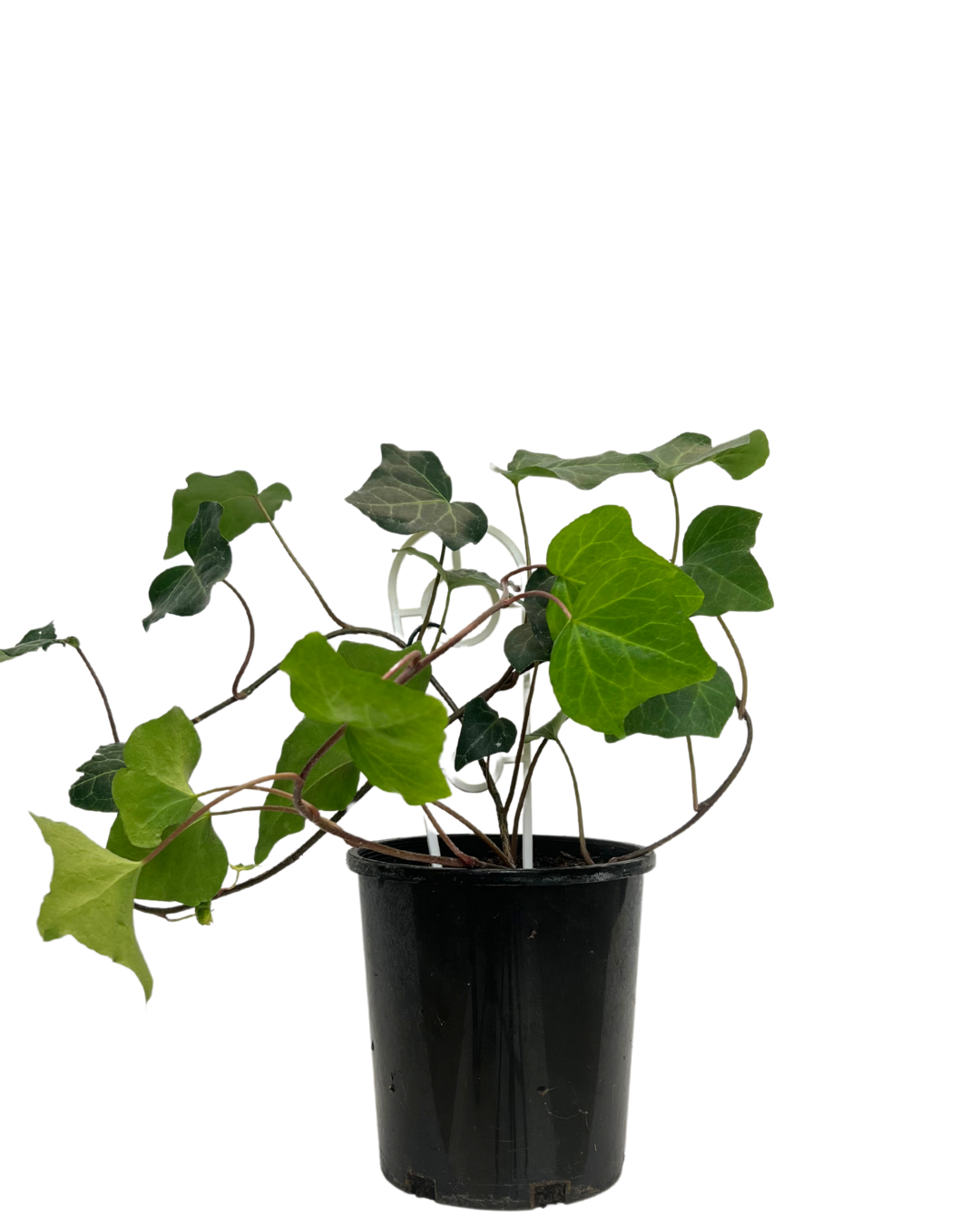 Hedera Ivy