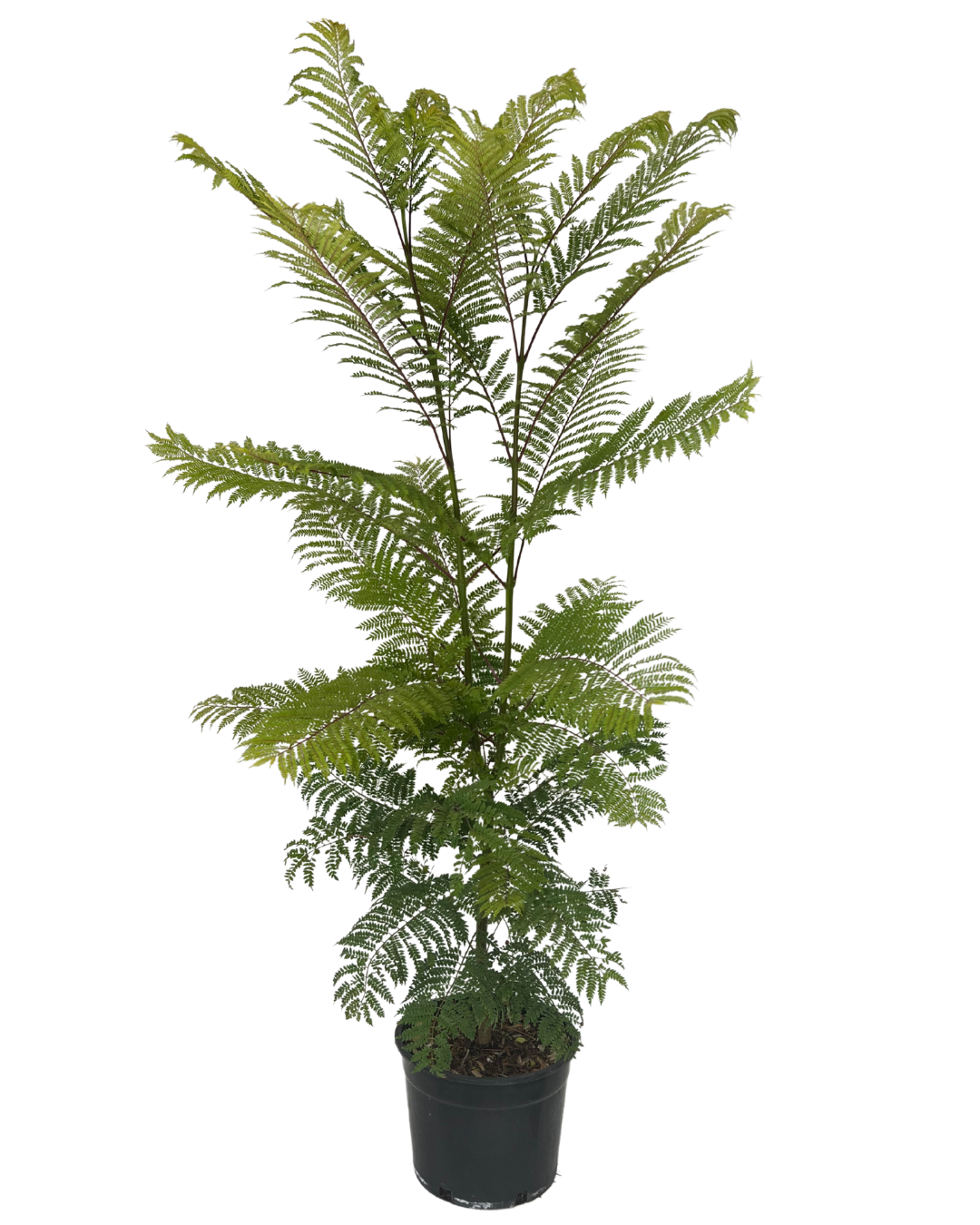 Jacaranda Mimisifolia