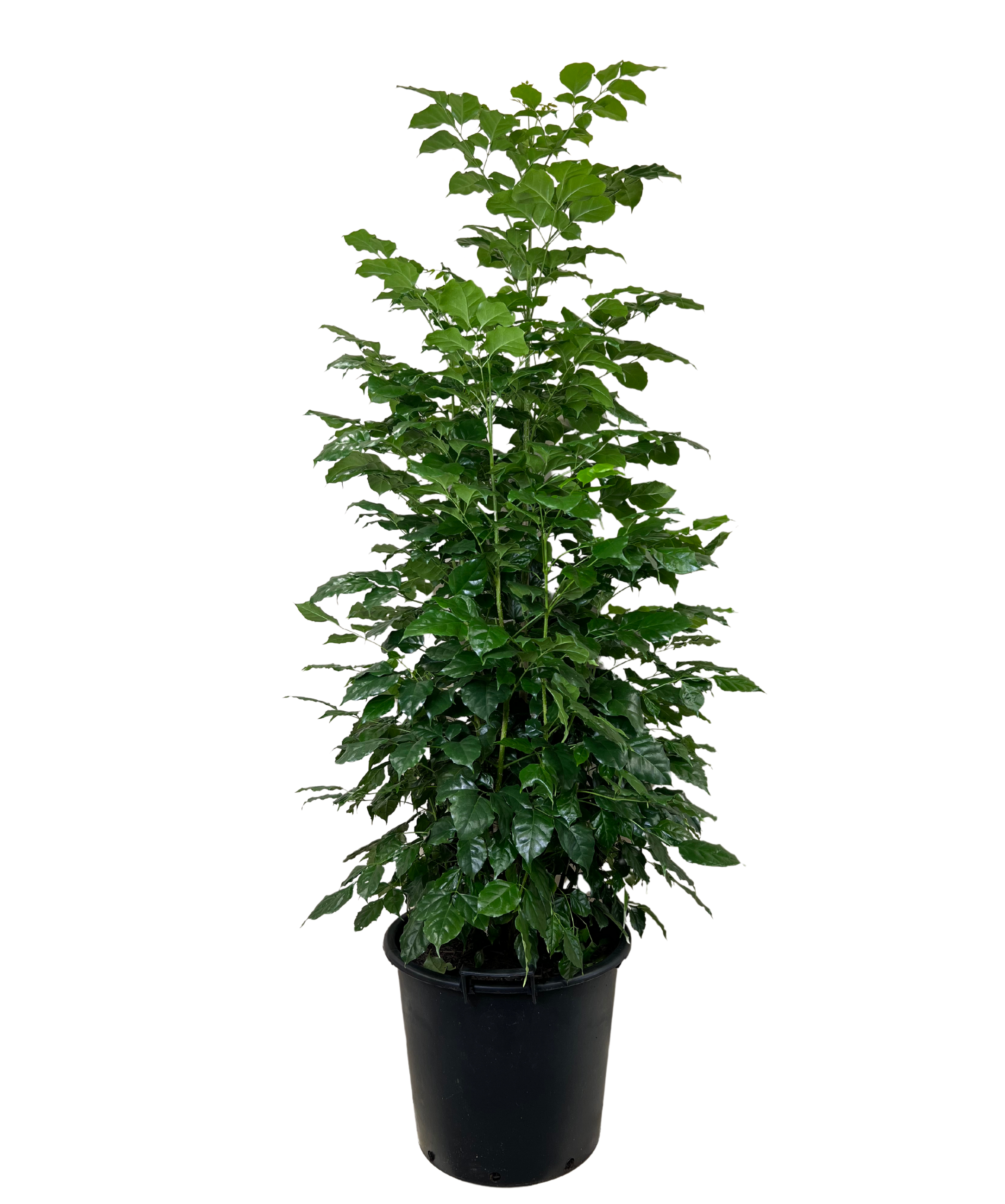 Radermachera Jade Jewel