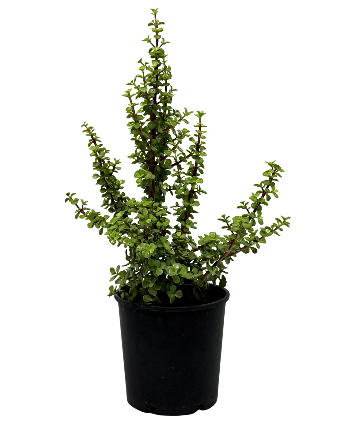 Portulacaria Afra