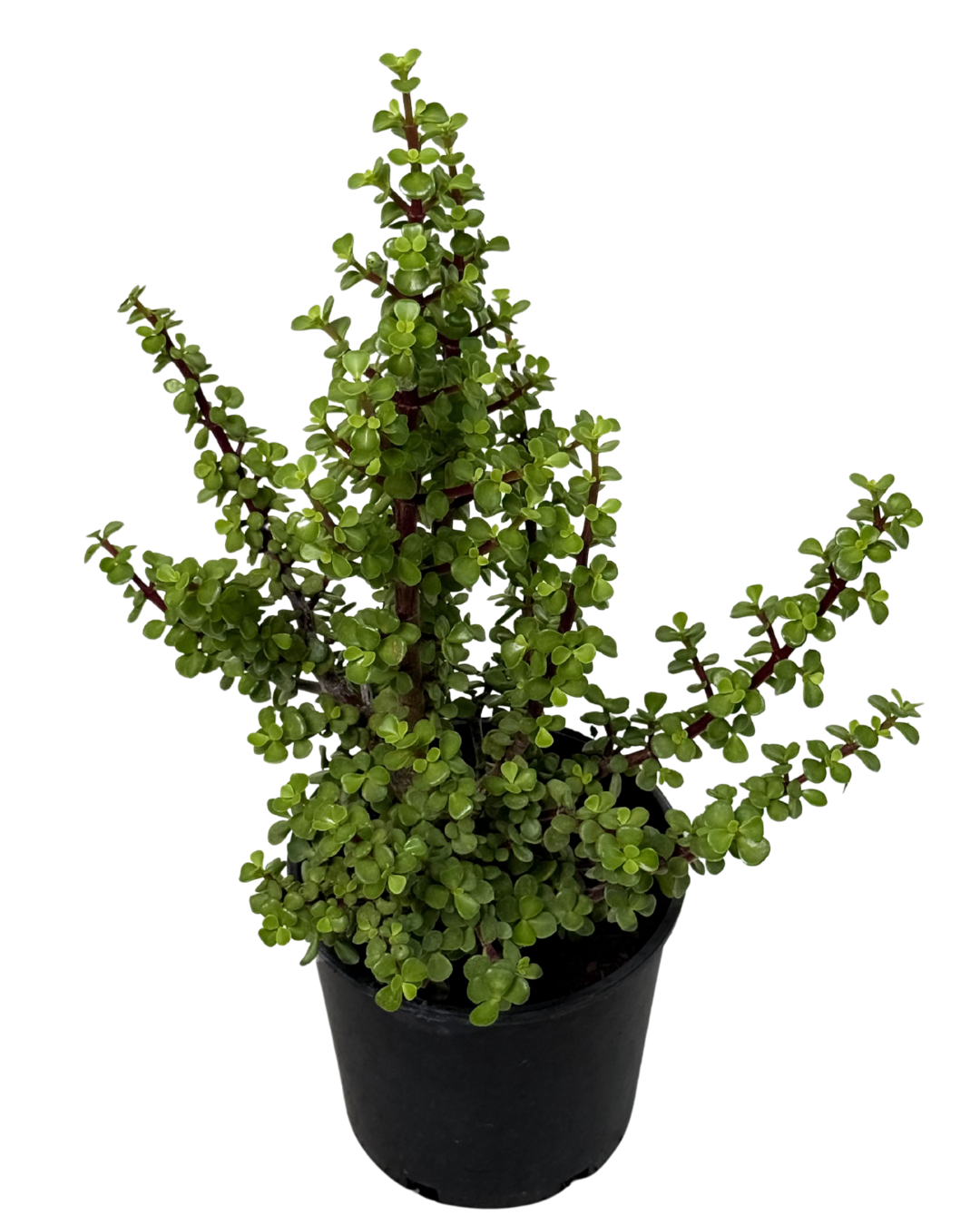 Portulacaria Afra