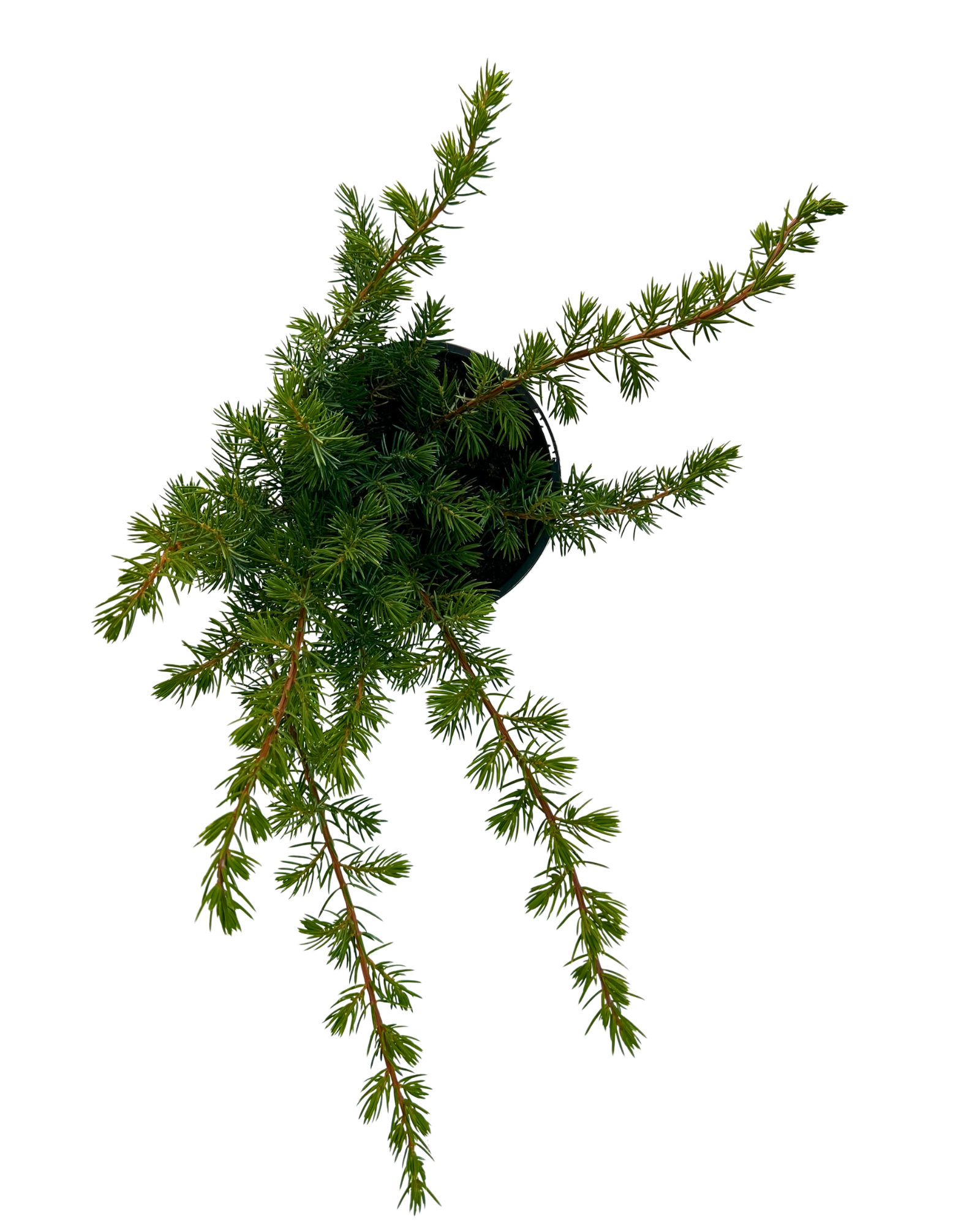 Juniperus Conferta