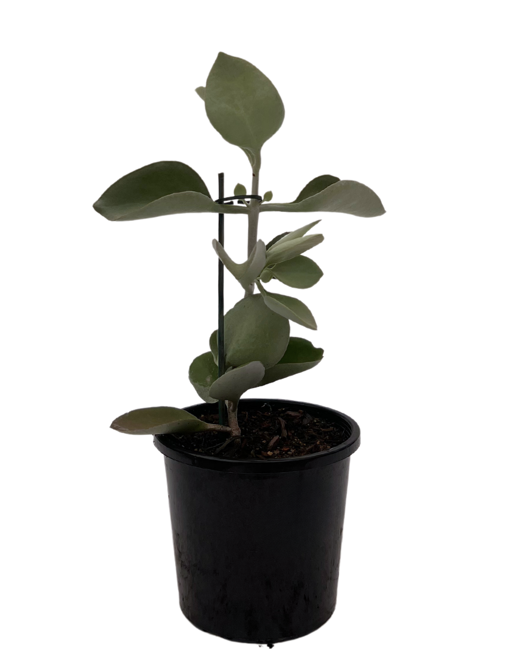 Kalanchoe Silver Spoons