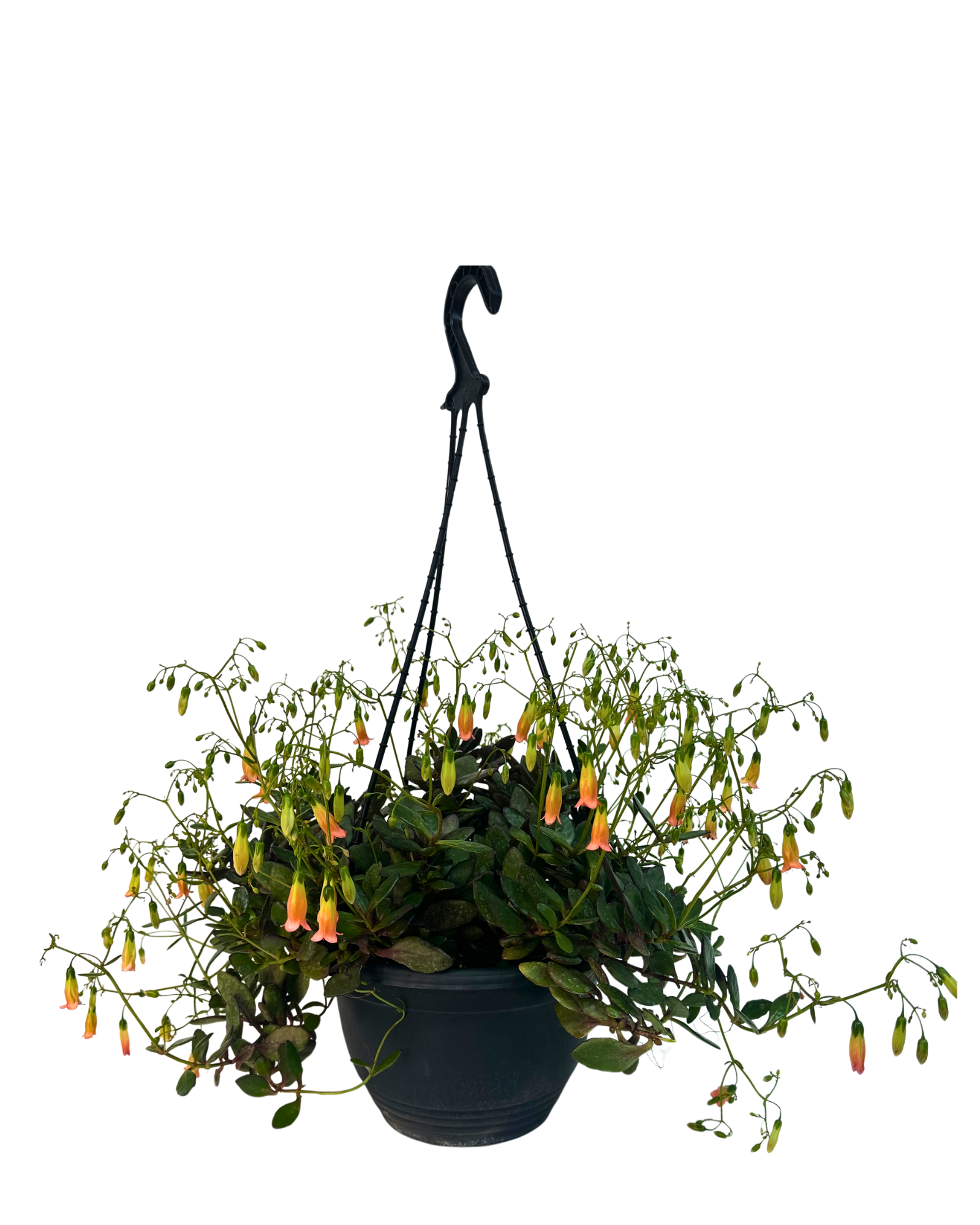 Kalanchoe Freedom Bells - Hanging Basket