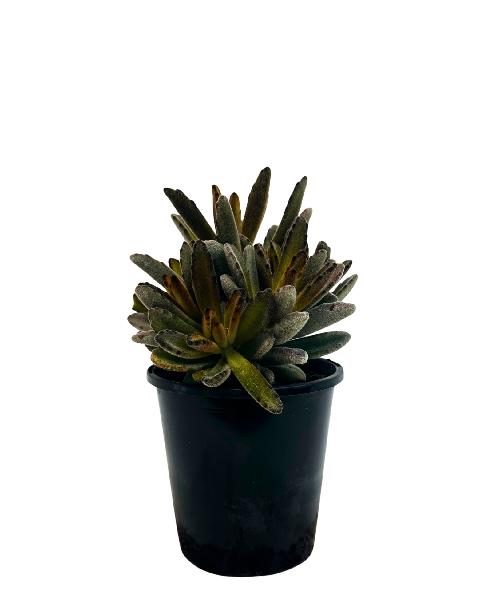 Kalanchoe Tomentosa