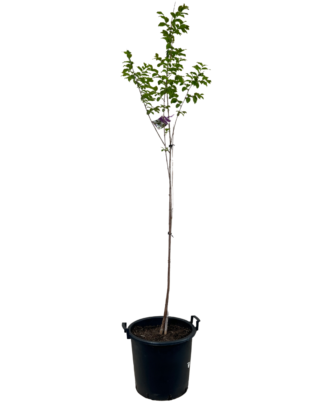 Lagerstroemia Nachez