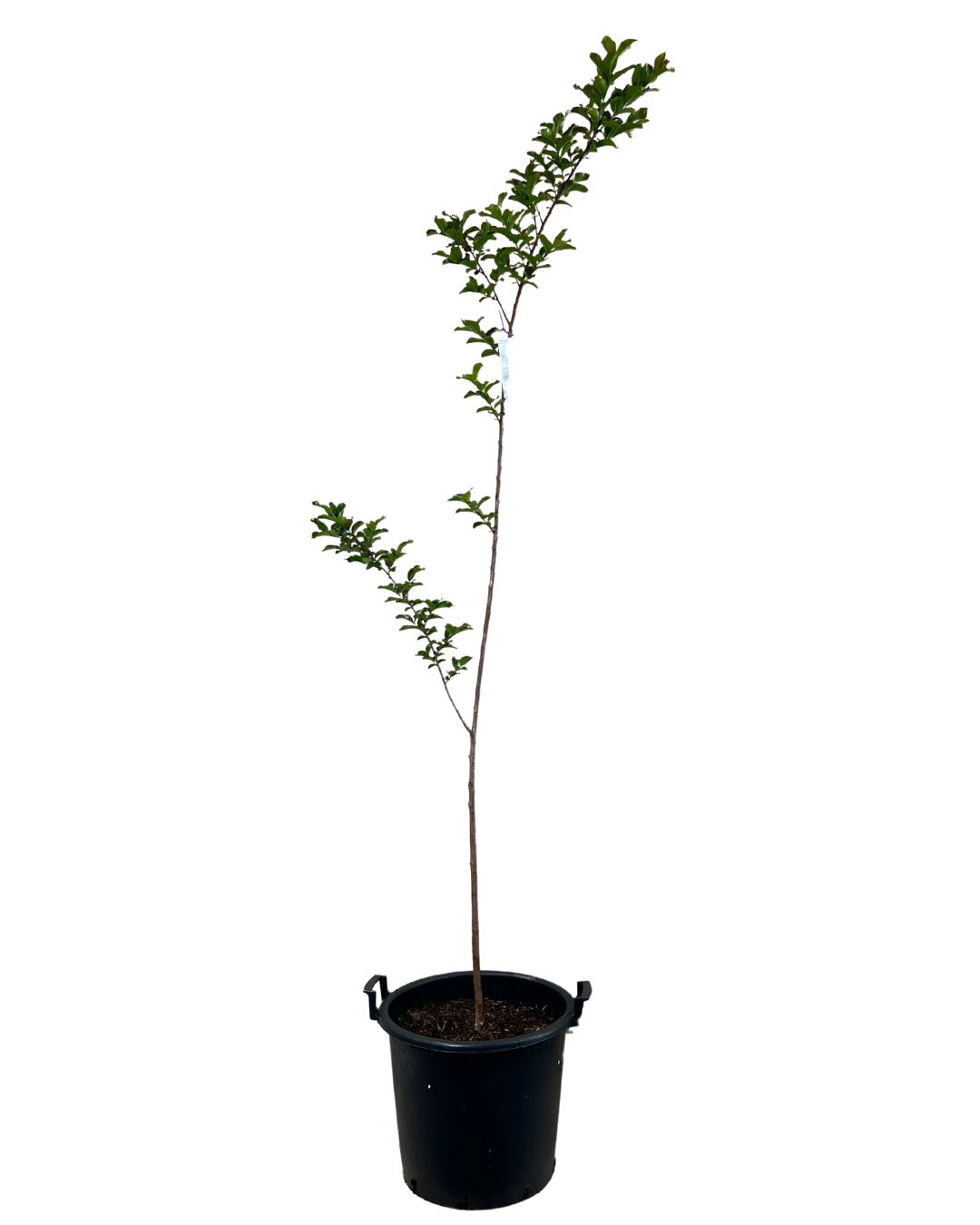 Lagerstroemia Zuni