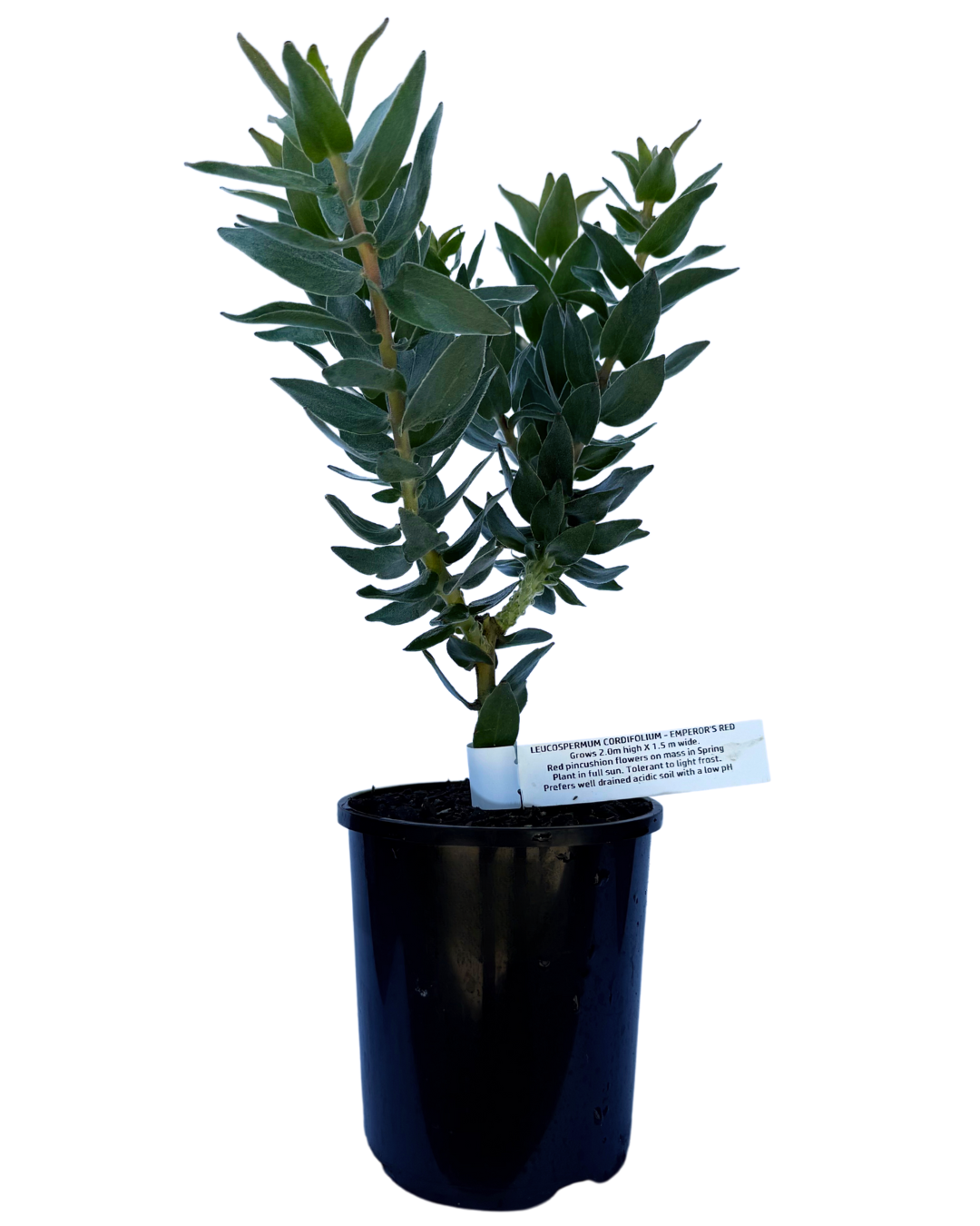 Leucospermum Emperors Red