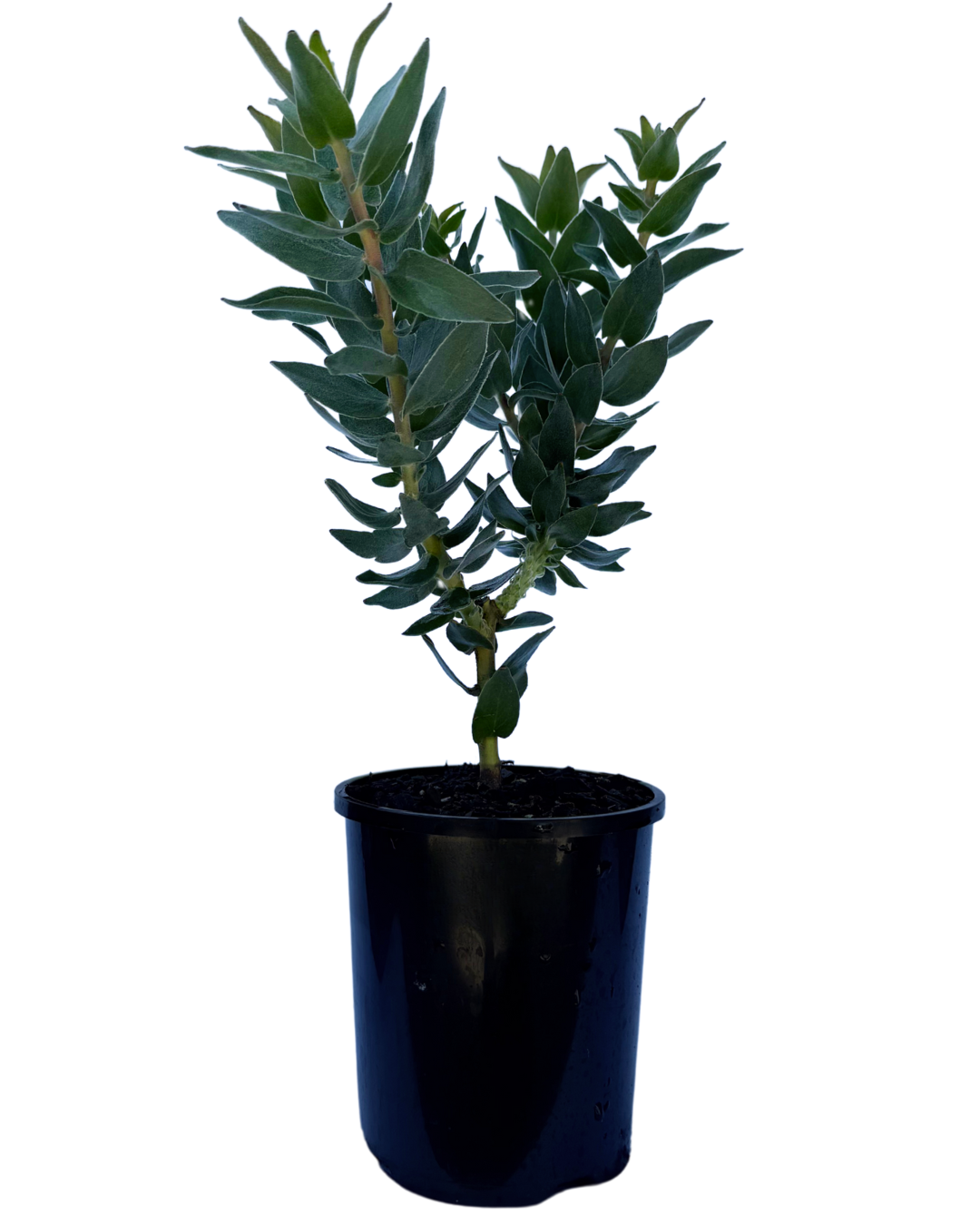 Leucospermum Emperors Red