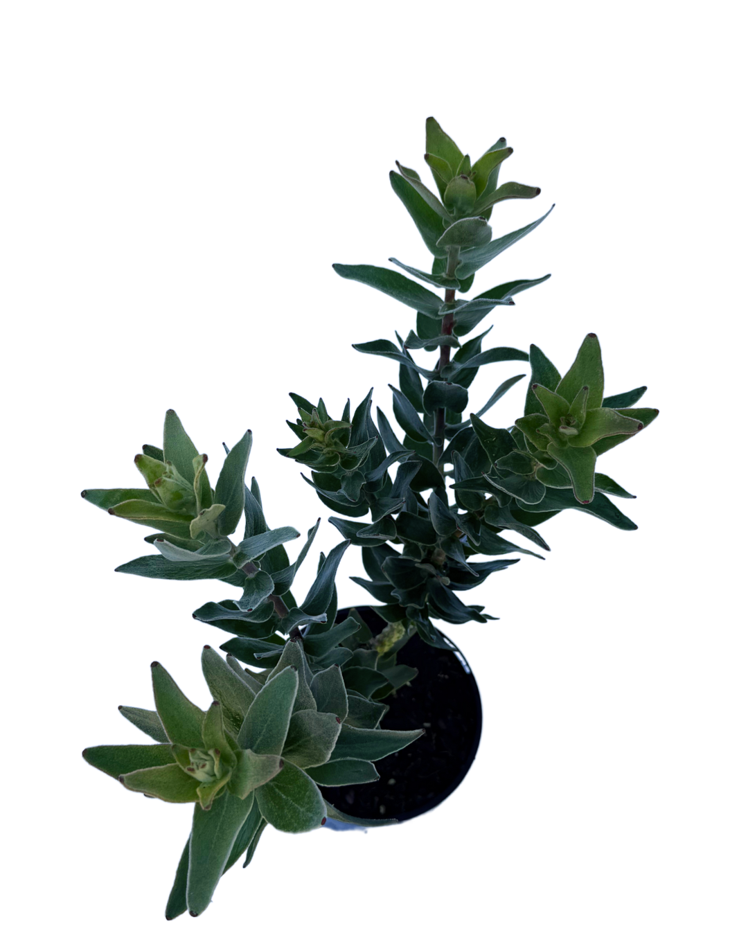 Leucospermum Emperors Red