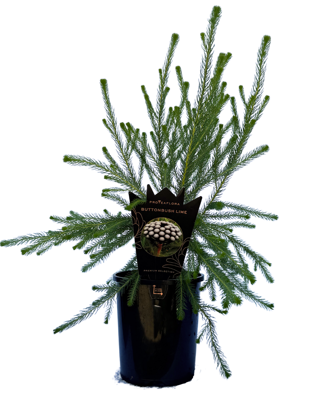 Brunia Albiflora Lime