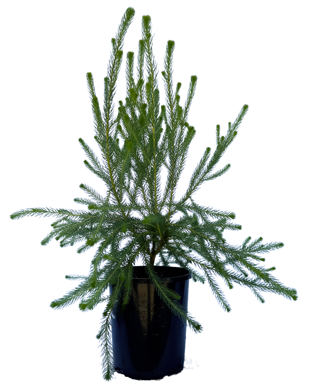 Brunia Albiflora Lime