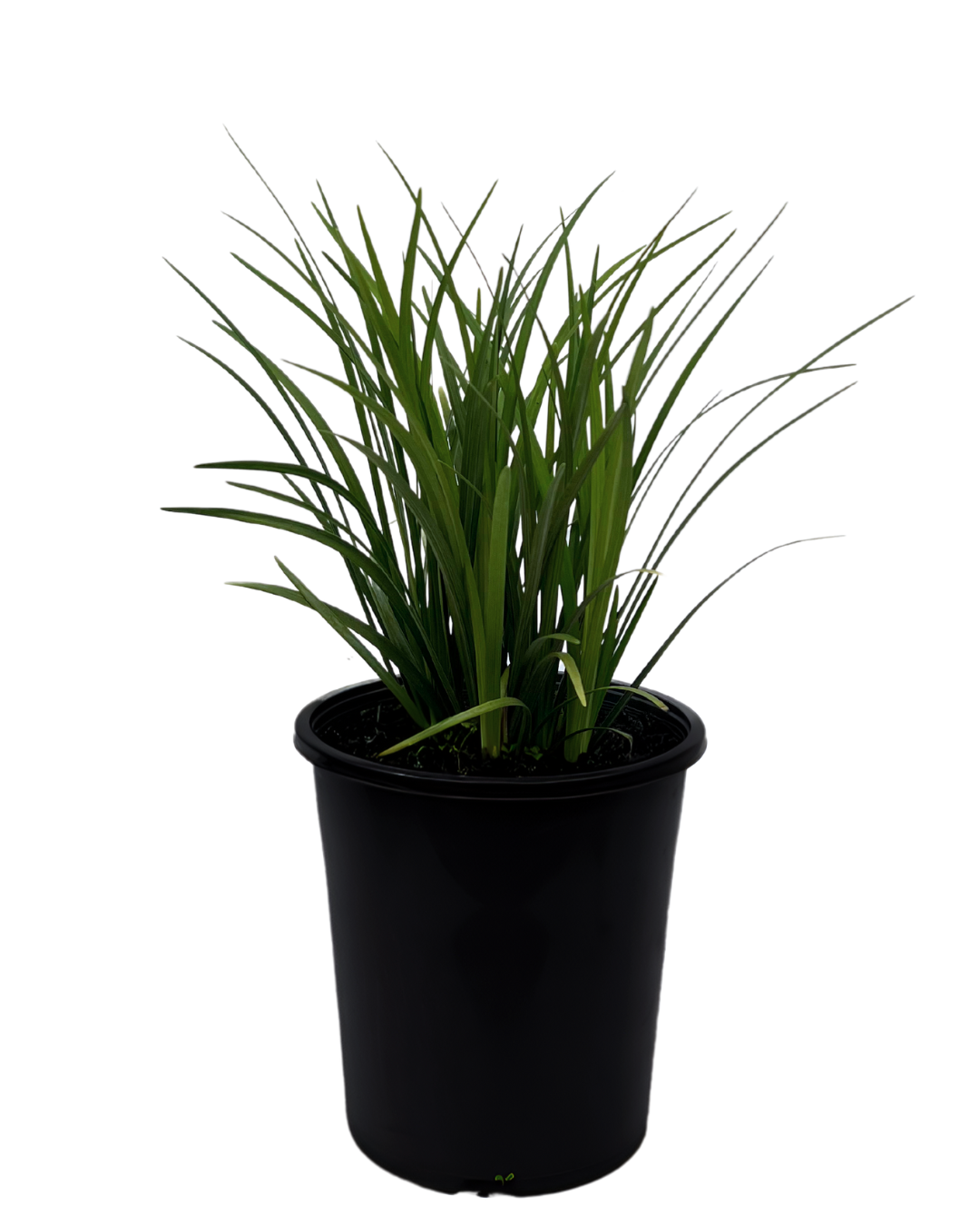 Liriope Evergreen Giant