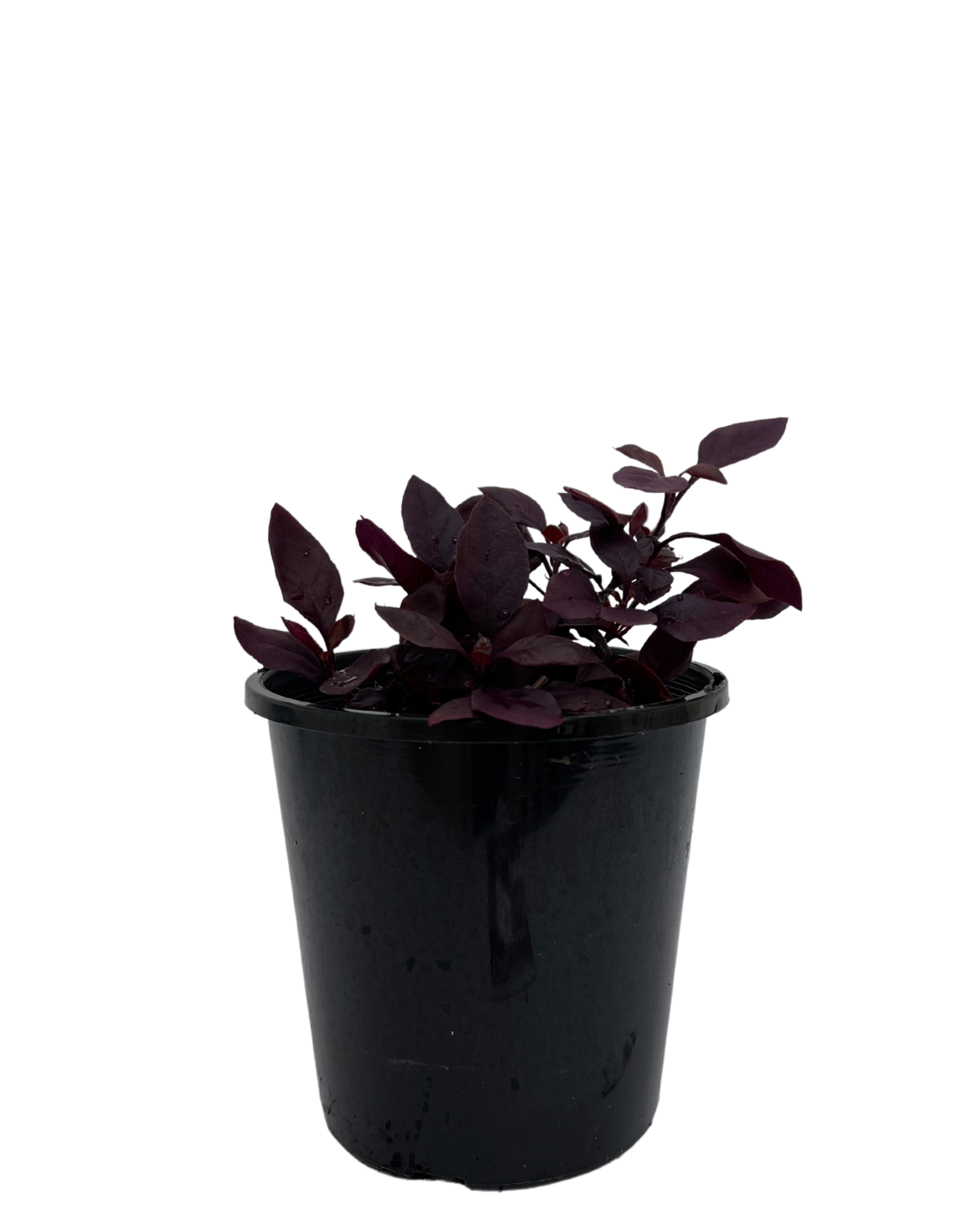 Alternanthera Little Maroon