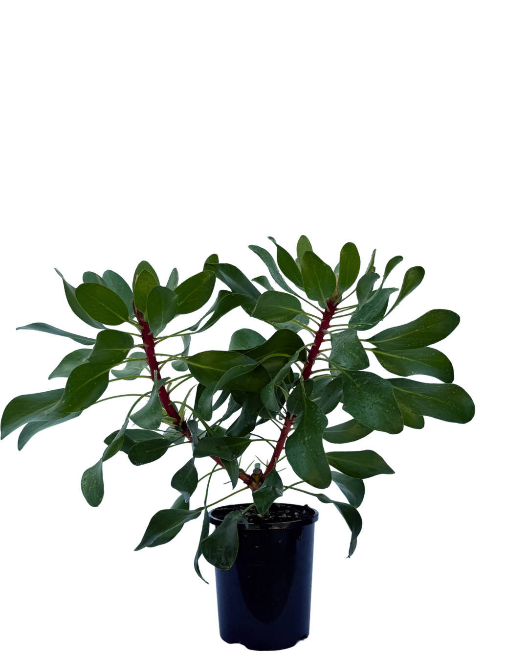 Protea Little Prince