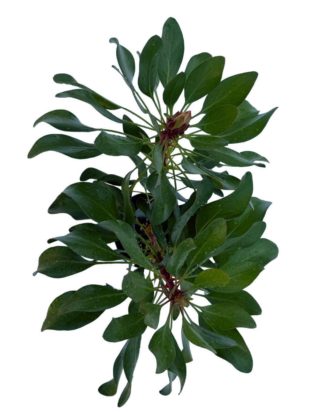 Protea Little Prince