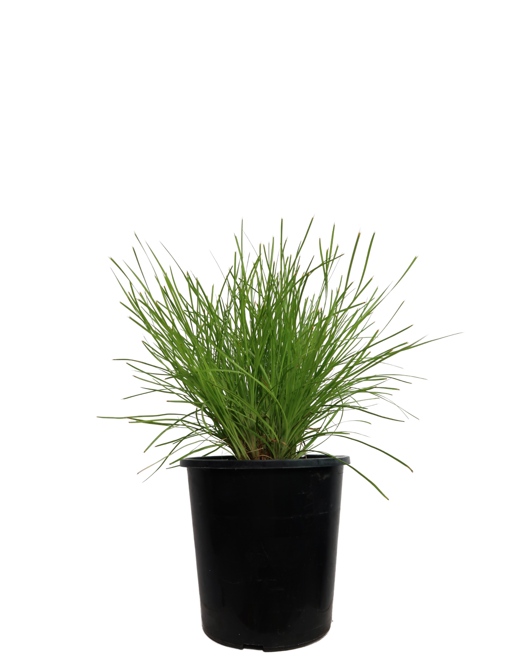 Lomandra Little Con