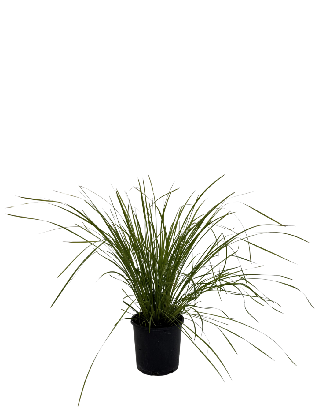Lomandra True Lime