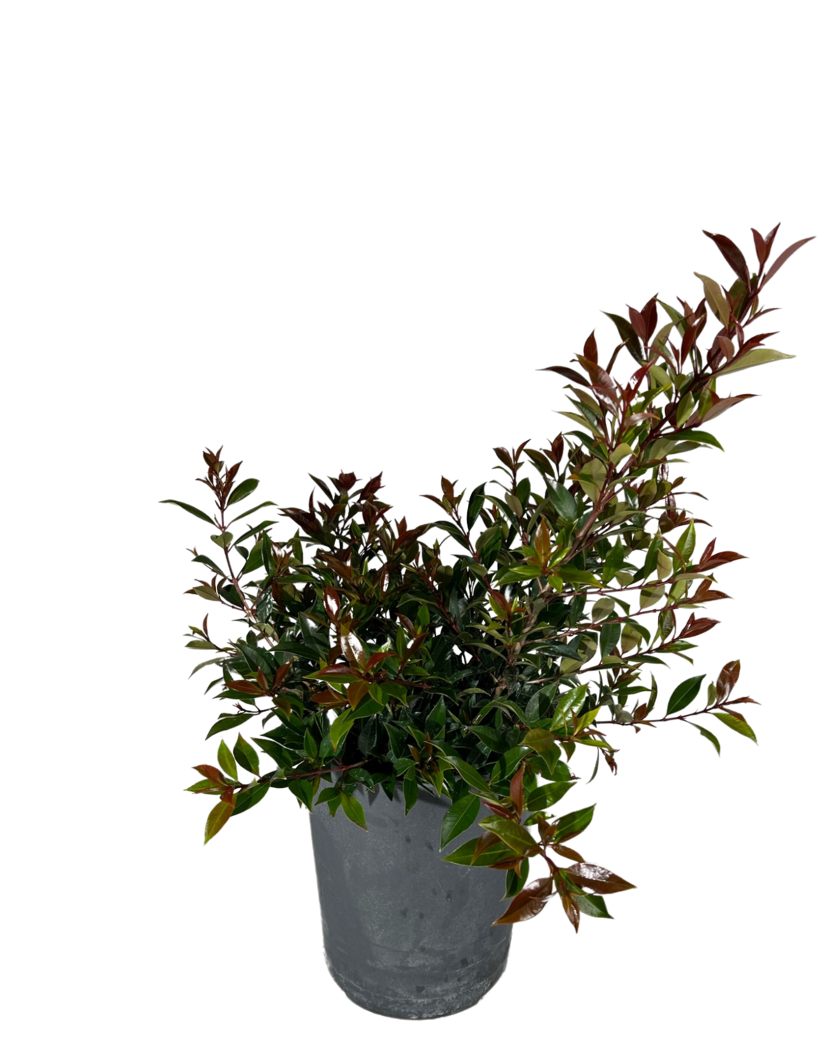 Syzygium Australe Winterlight