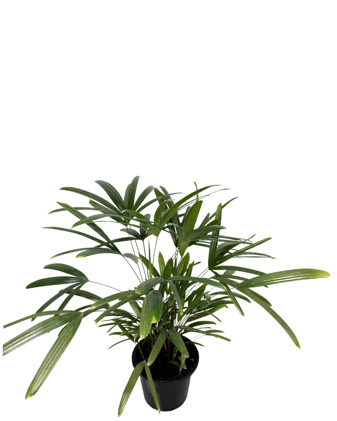 Lady Palm - Rhapis Excelsa