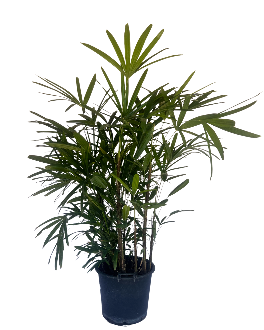 Lady Palm - Rhapis Excelsa
