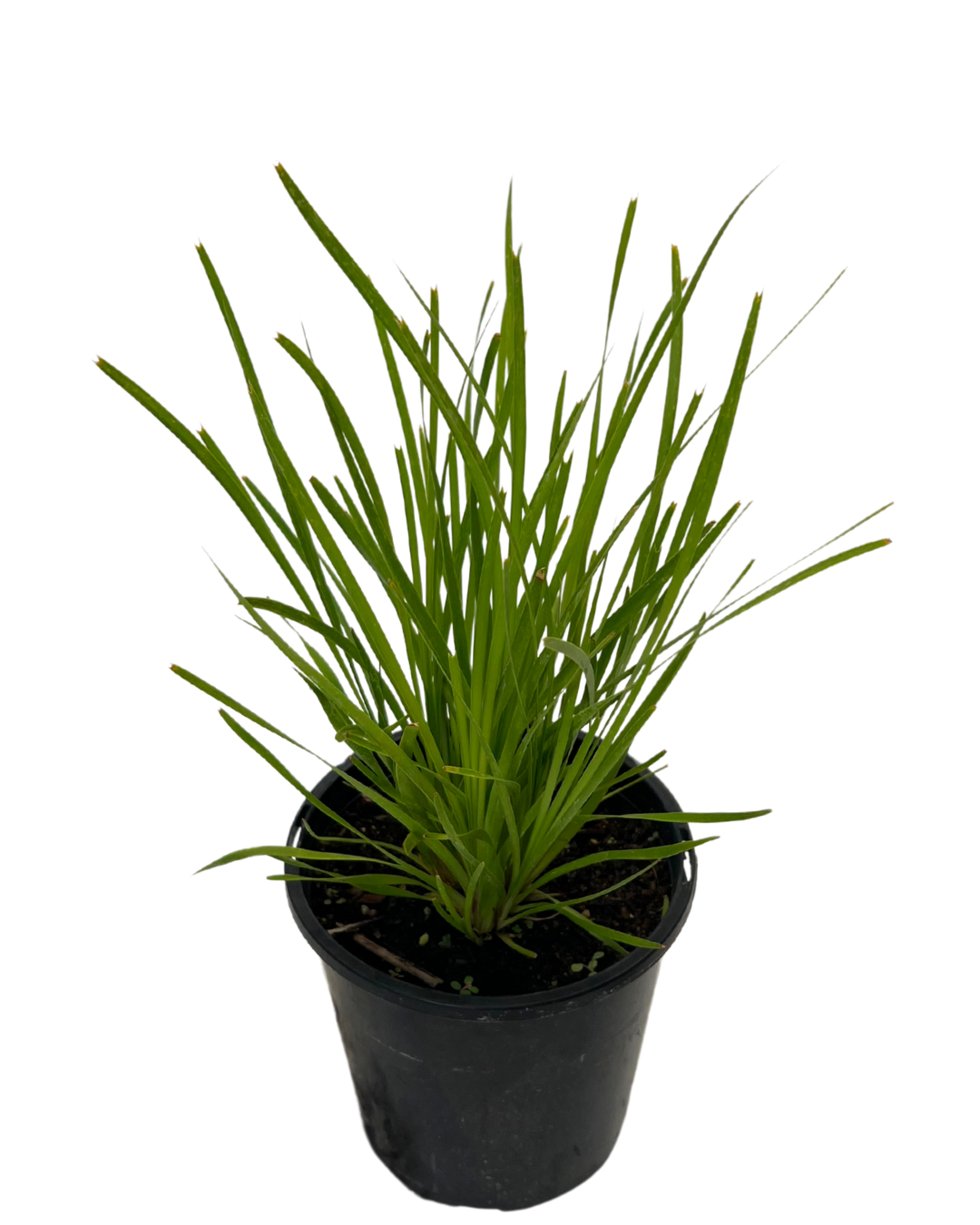 Lomandra Little Pal