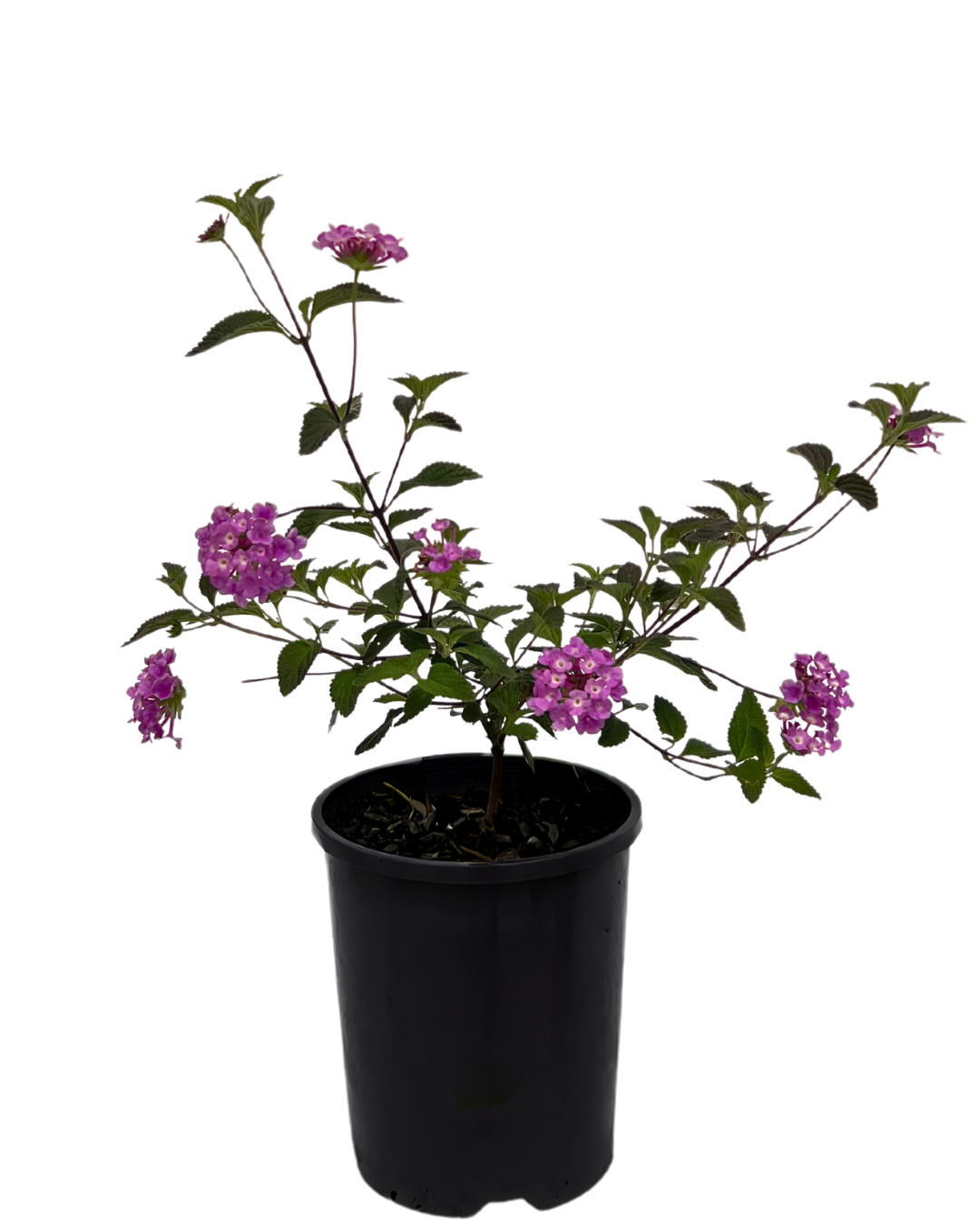 Lantana Montevidensis