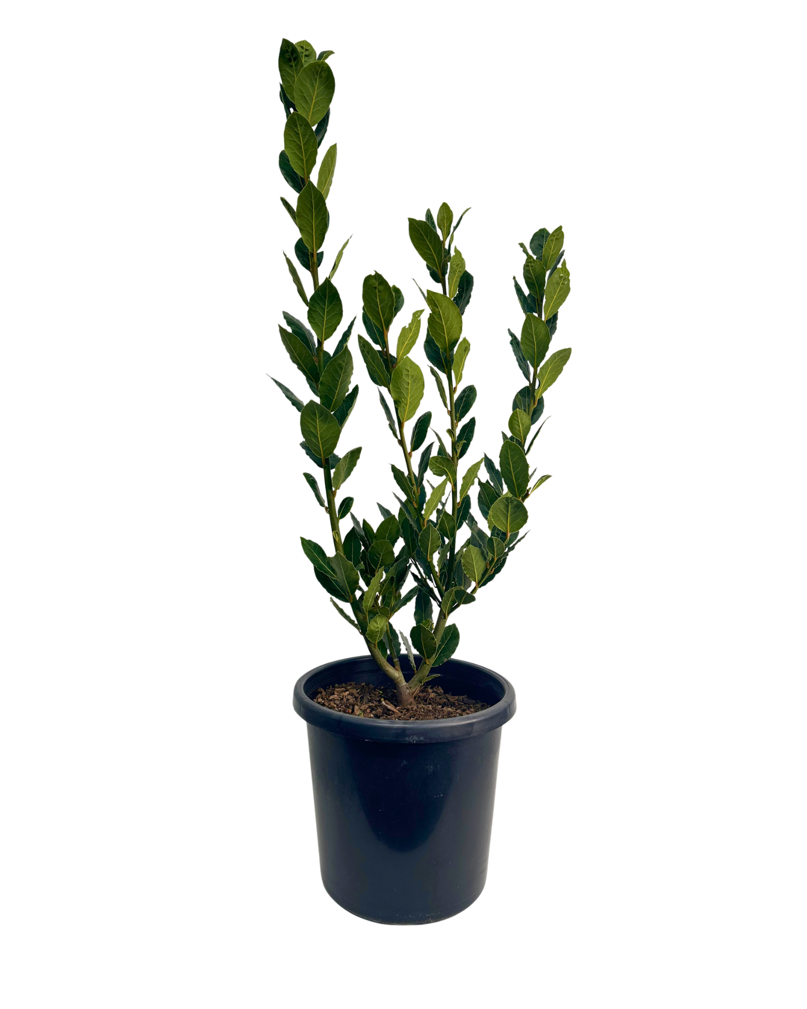 Bay Tree - Laurus Baby Bay Tree