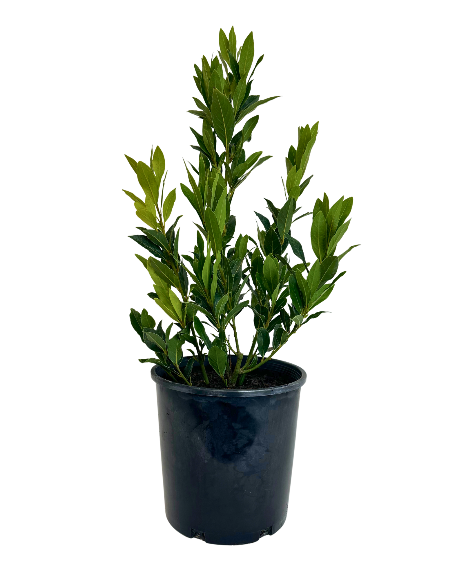 Bay Tree - Laurus Nobilis Miles Choice