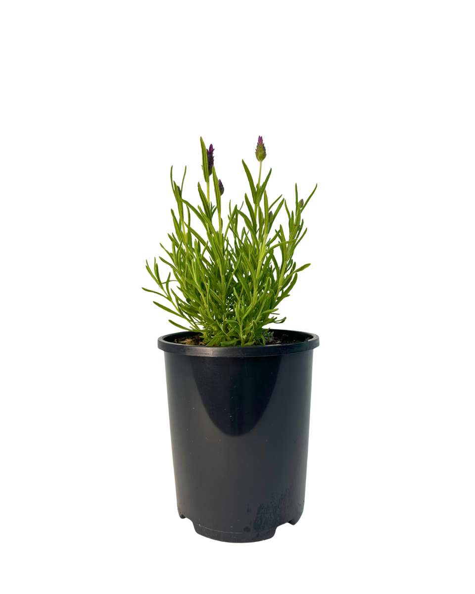 Lavandula Bella Rose