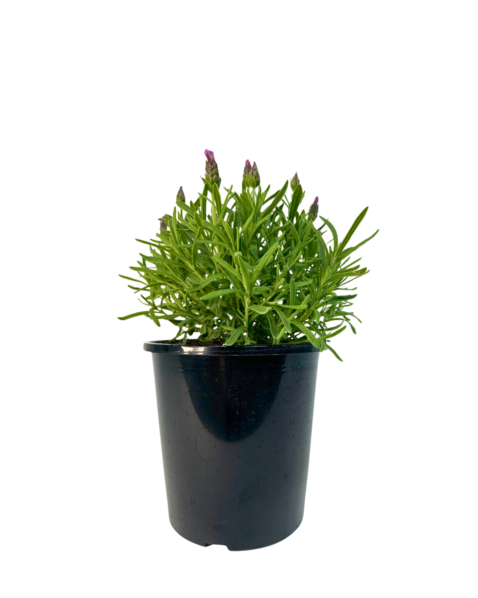 Lavandula Bella Rouge