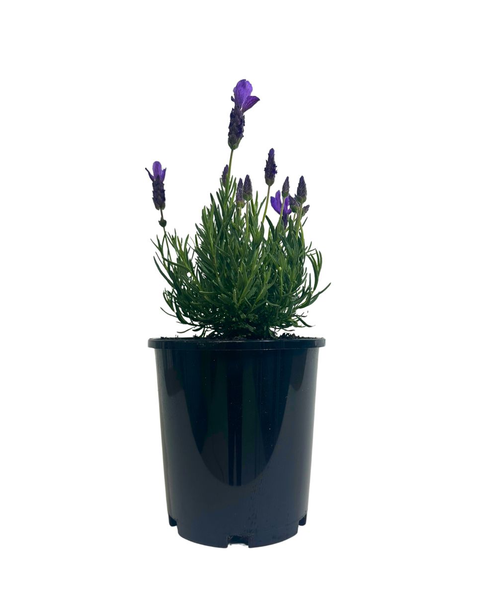 Lavandula Ladiva Big Night